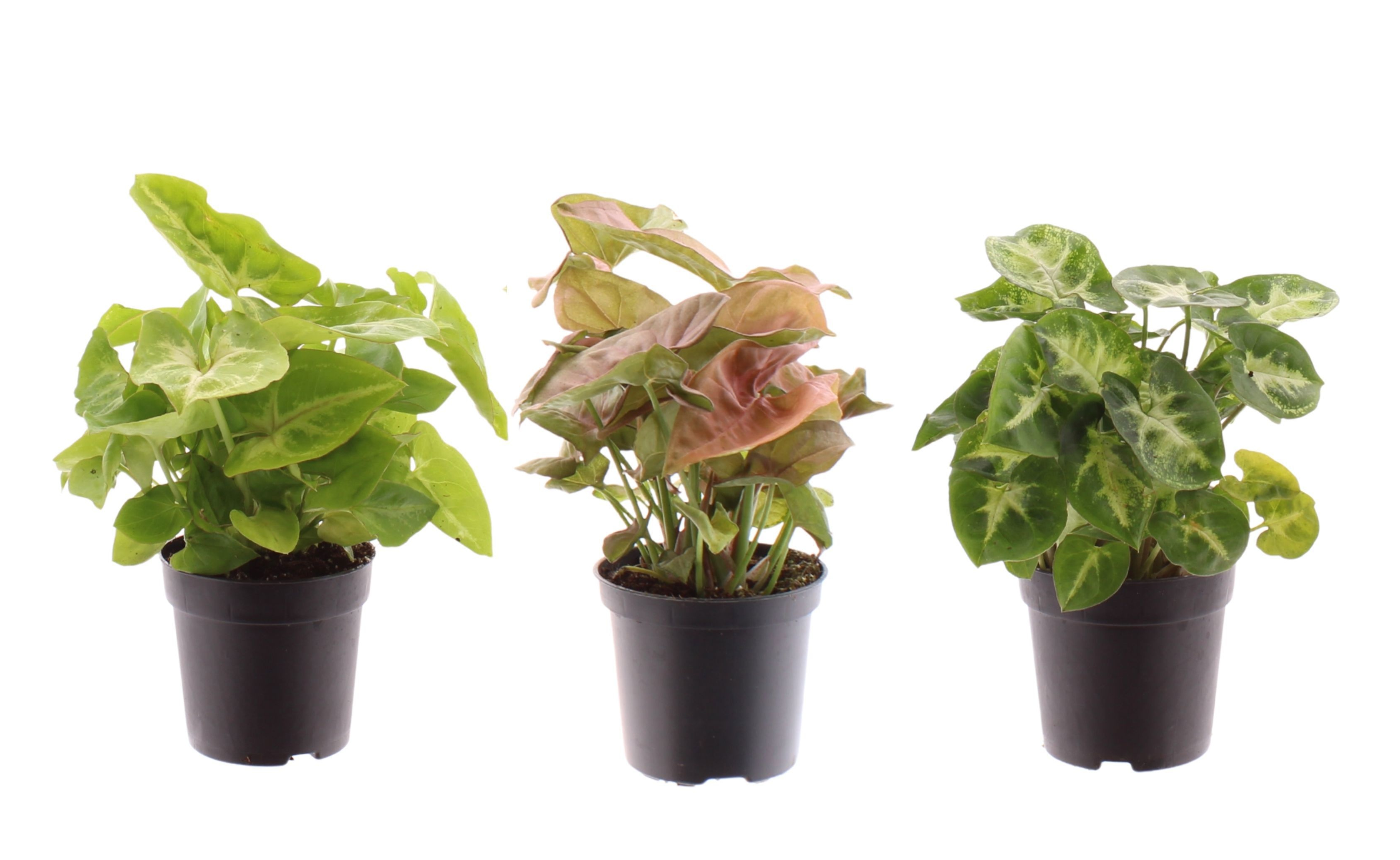 3 x Syngonium gemischt Zimmerpflanze