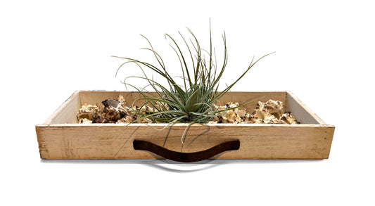 Dekoratives Holztablett mit Muscheln und Tillandsien