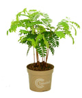 Indische Dattel Tamarindus indica 60cm