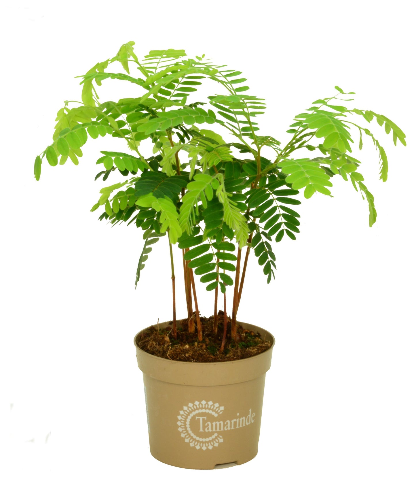 Indische Dattel Tamarindus indica 60cm