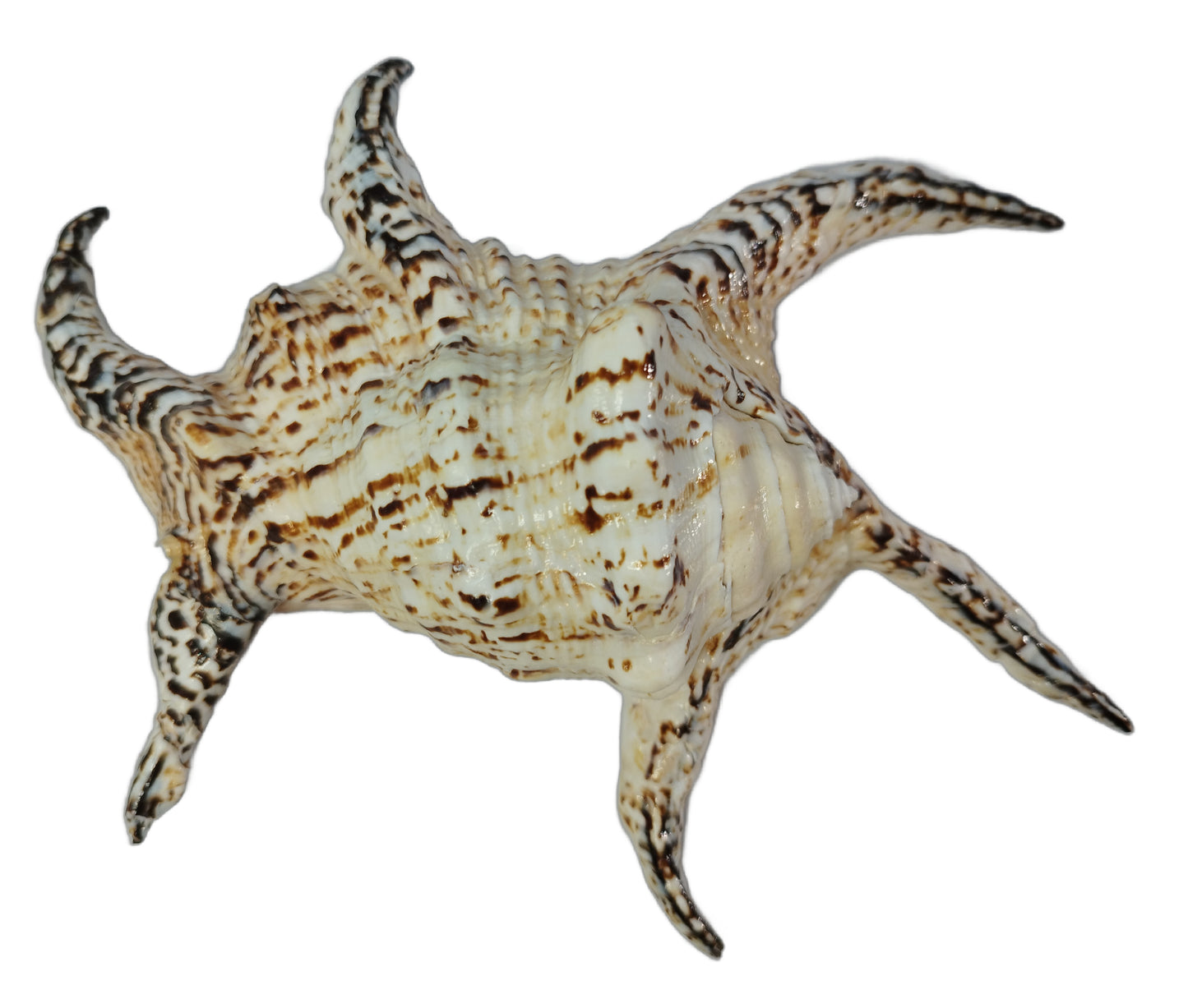 Exotische Muschel Teufelskralle mit Tillandsie XXL 15 - 18cm