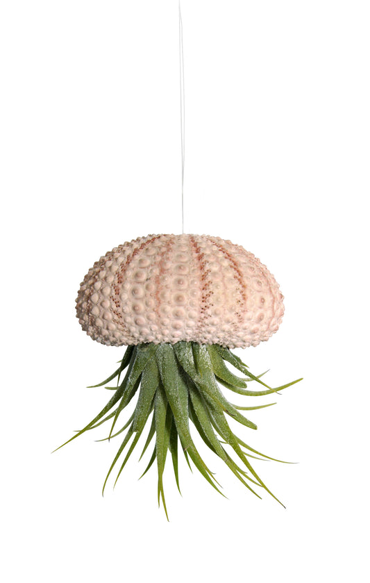 Seeigelgehäuse rosa mit echter Tillandsie Kammi