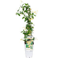 Toskanischer Kletterjasmin 65cm