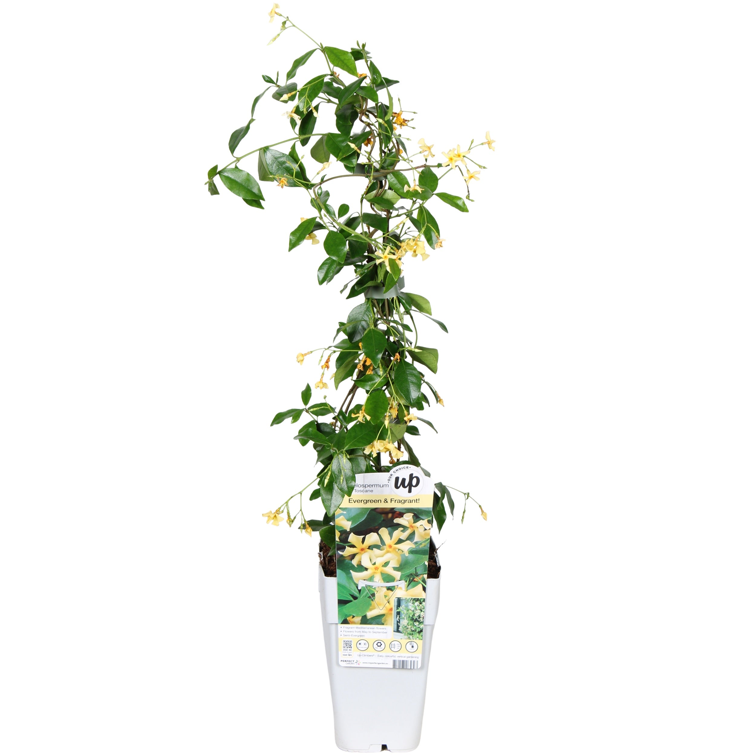 Toskanischer Kletterjasmin 65cm