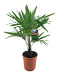 Tessinerpalme 55 cm Trachycarpus fortunei