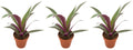 Tradescantia spathacea Sitara 3er Set Zimmerpflanze