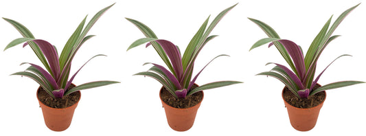 Tradescantia spathacea Sitara 3er Set Zimmerpflanze
