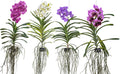 Orchidee Vanda pink blühend 55cm