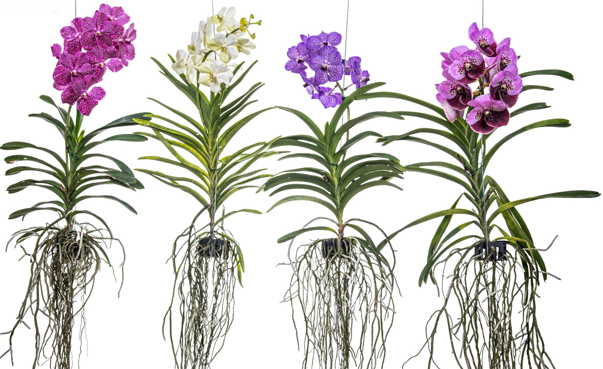 Orchidee Vanda pink blühend 55cm