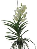 Orchidee Vanda weiß blühend  55 cm Rarität
