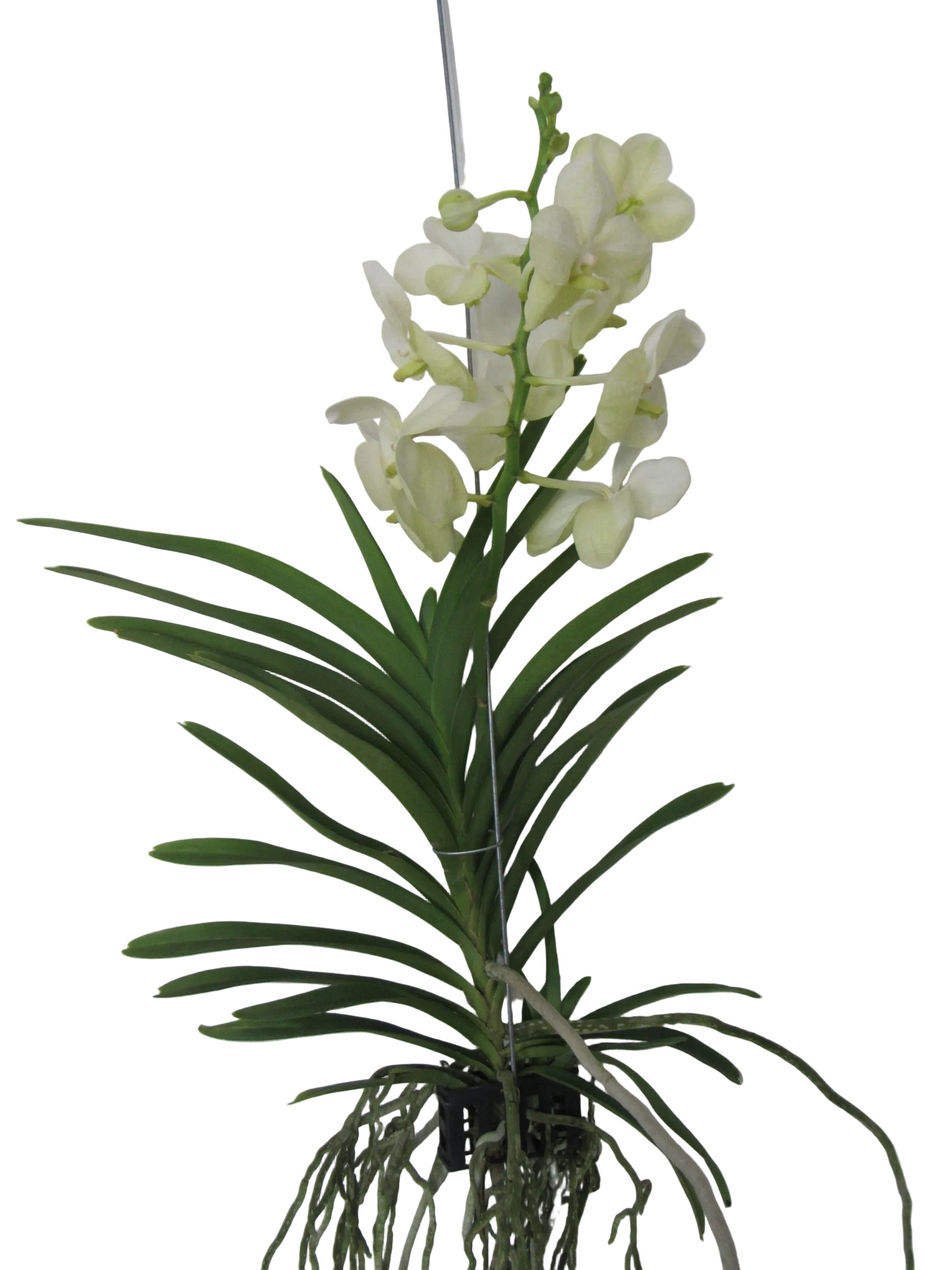 Orchidee Vanda weiß blühend  55 cm Rarität