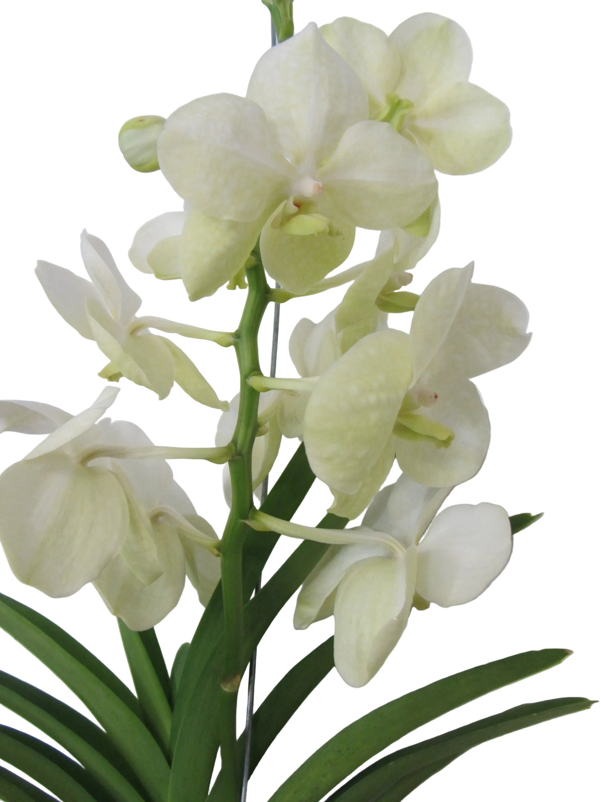 Orchidee Vanda weiß blühend  55 cm Rarität