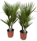 Washingtonia filifera 75cm 2er Set