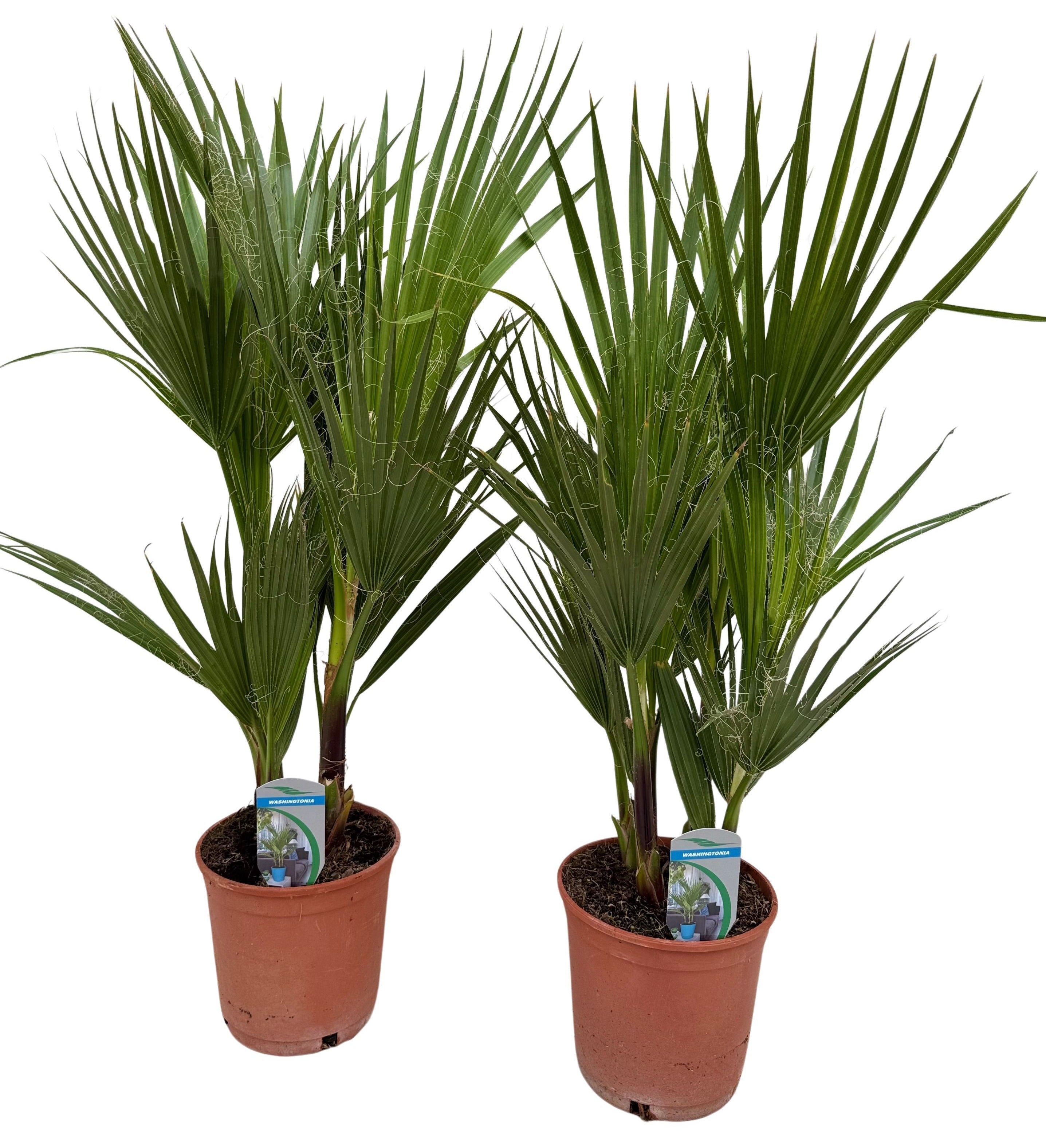 Washingtonia filifera 75cm 2er Set