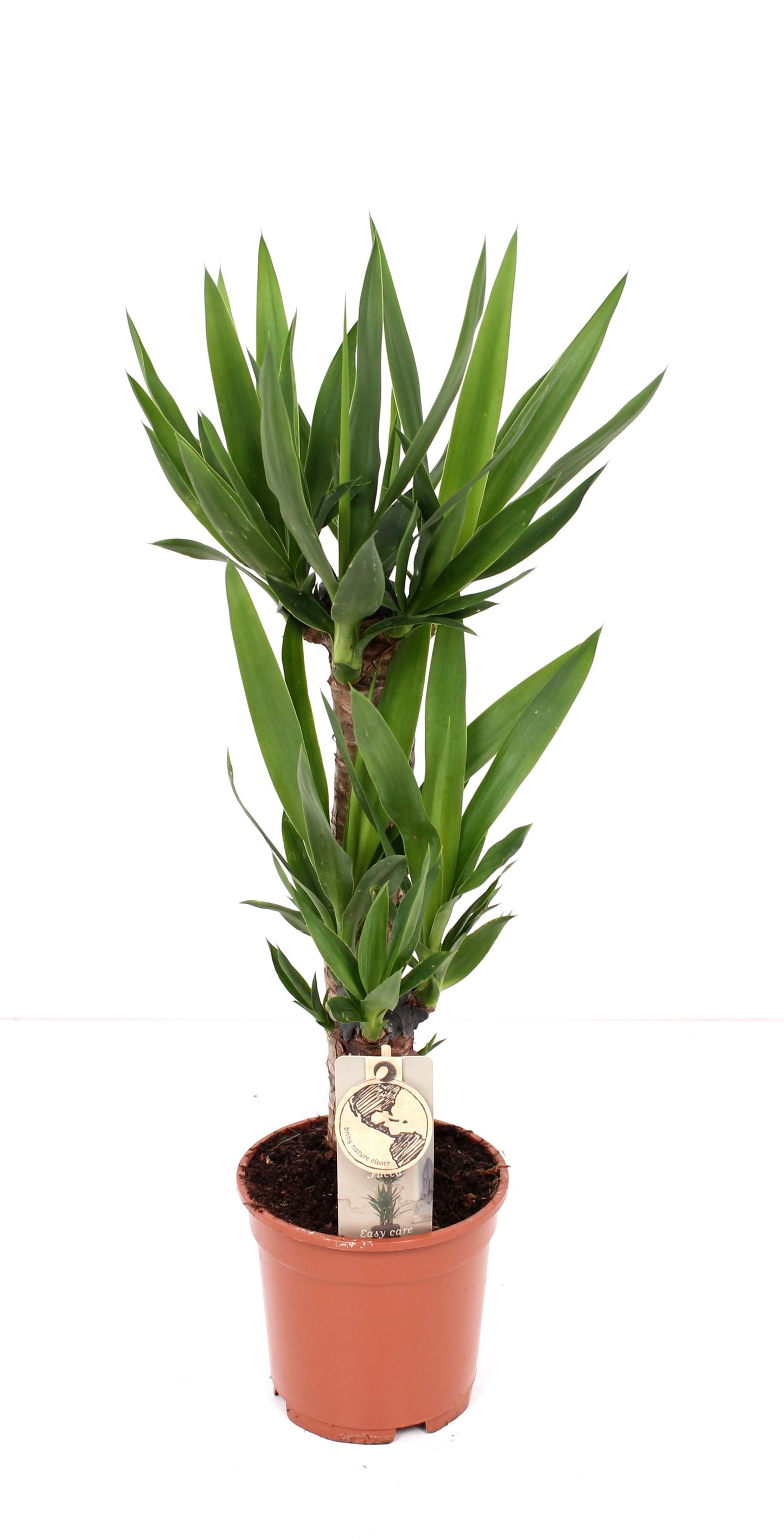 Yucca Palme XXL 90cm