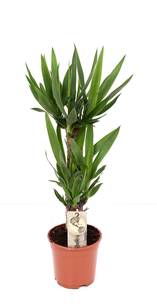 Yucca Palme XXL 90cm