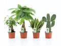 4 x Zimmerpflanzen Set Asia Mix