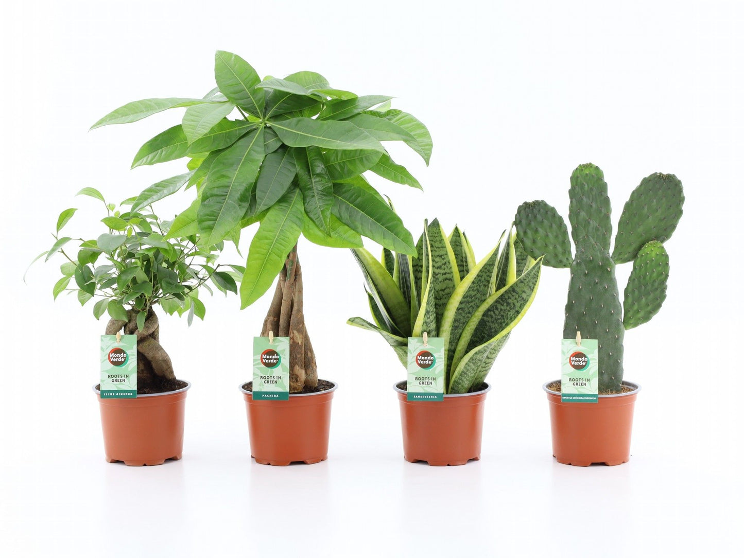 4 x Zimmerpflanzen Set Asia Mix