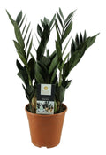 Glücksfeder Zamioculcas zamiifolia Raven