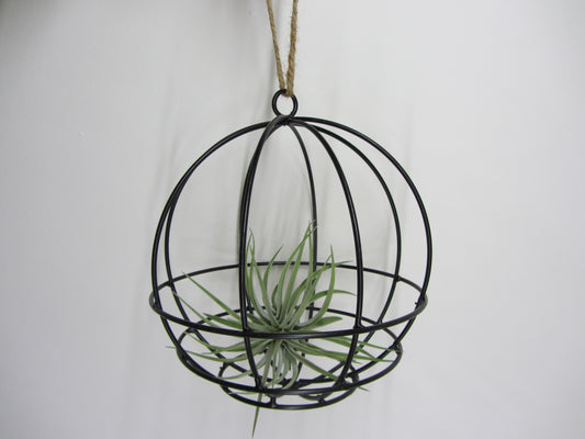Hanging Ball mit Tillandsie Keine Kunstpflanze