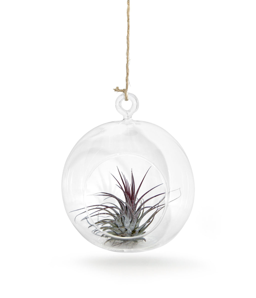 Glaskugel  12cm Ø mit Tillandsie