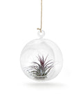Glaskugel  12cm Ø mit Tillandsie