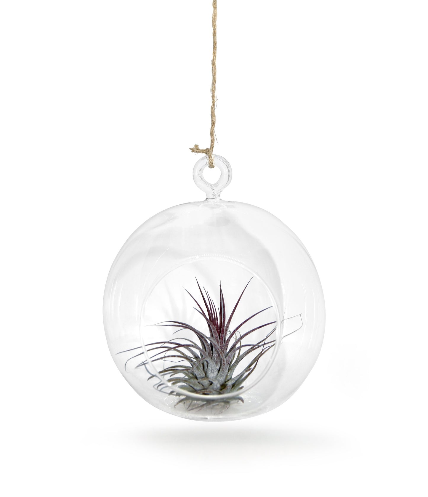 Glaskugel  12cm Ø mit Tillandsie