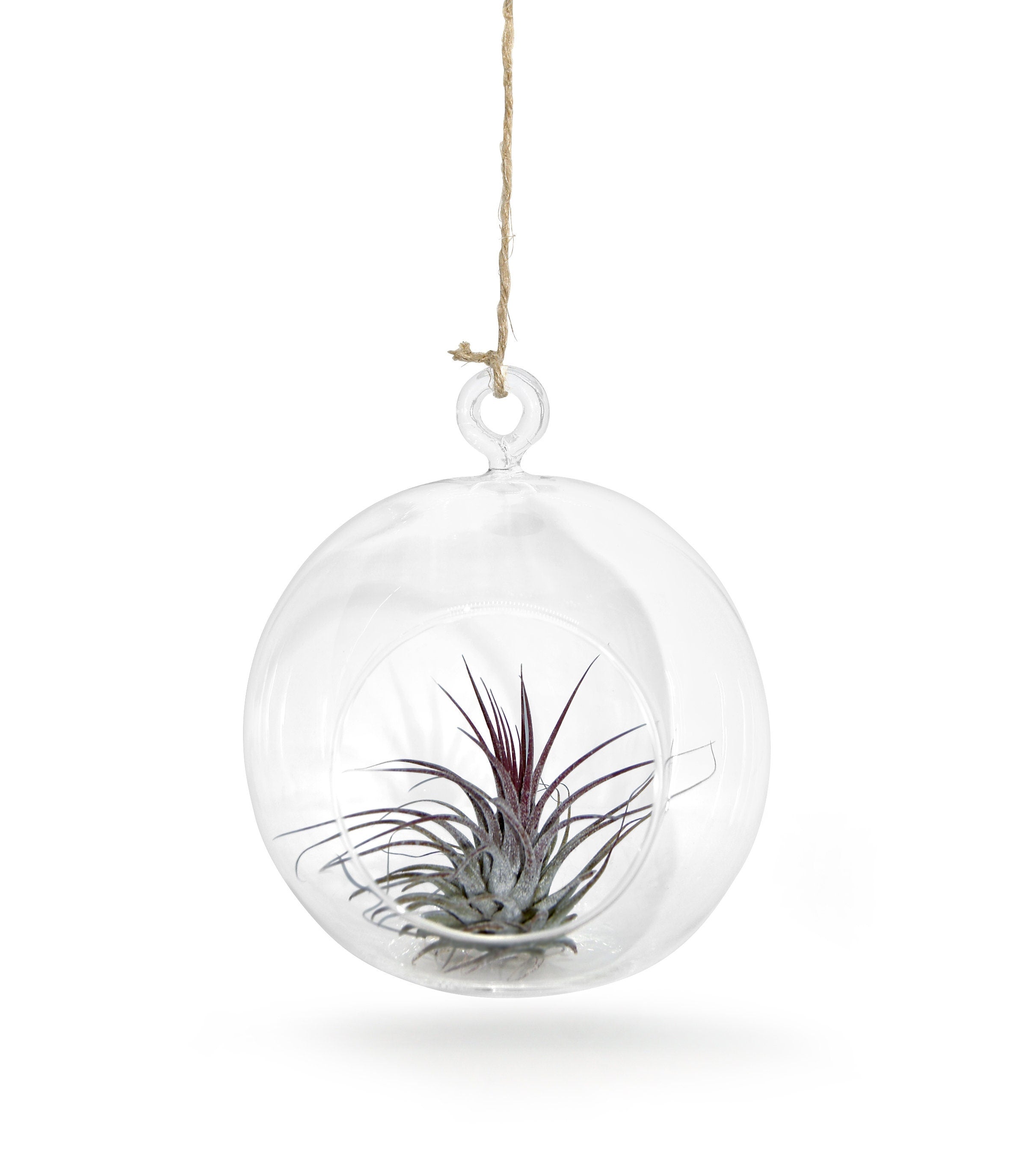 Glaskugel  12cm Ø mit Tillandsie
