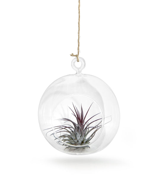 Glaskugel  12cm Ø mit Tillandsie