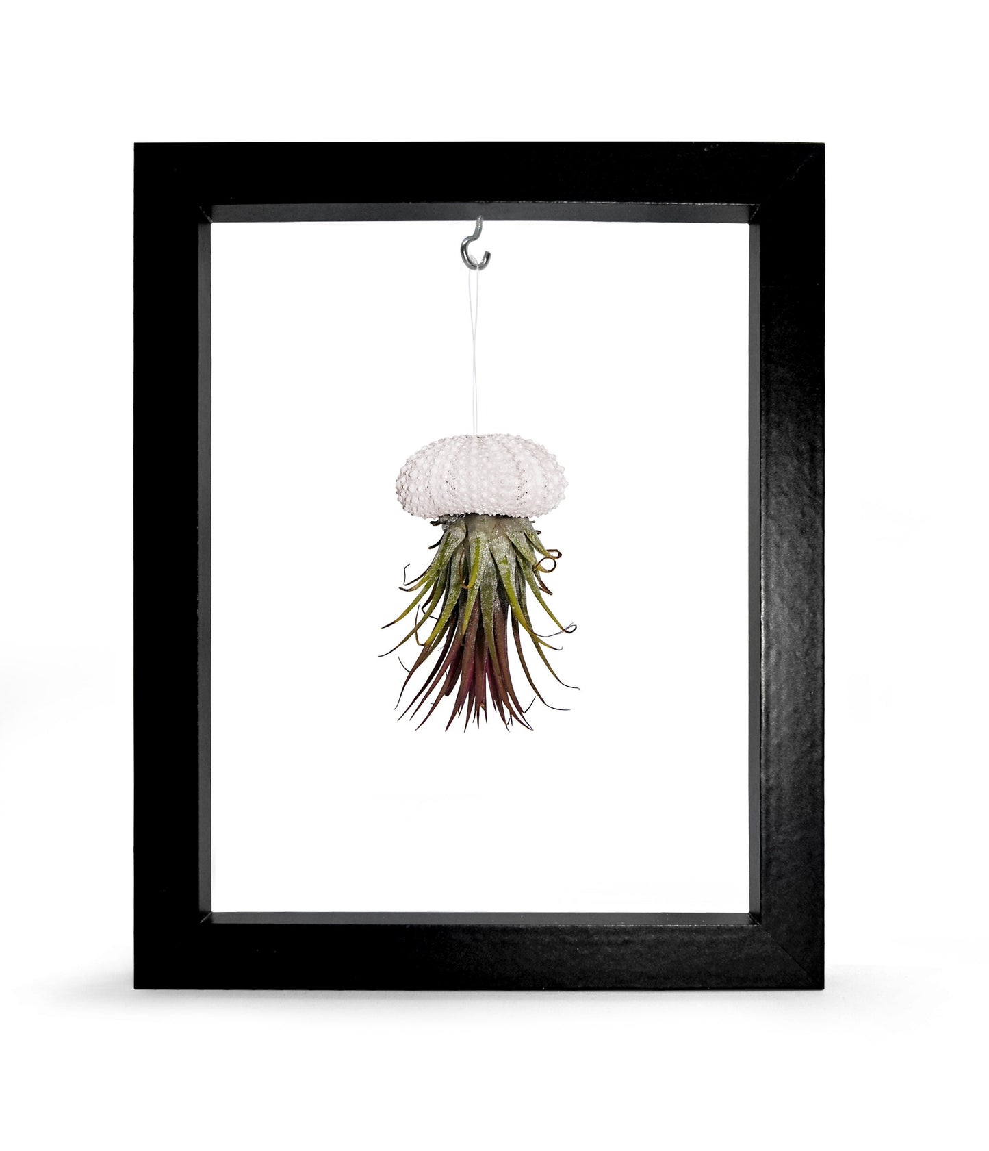 Bilderrahmen mit Seeigel und Tillandsie