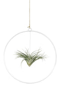 Tillandsie in Loop 25cm
