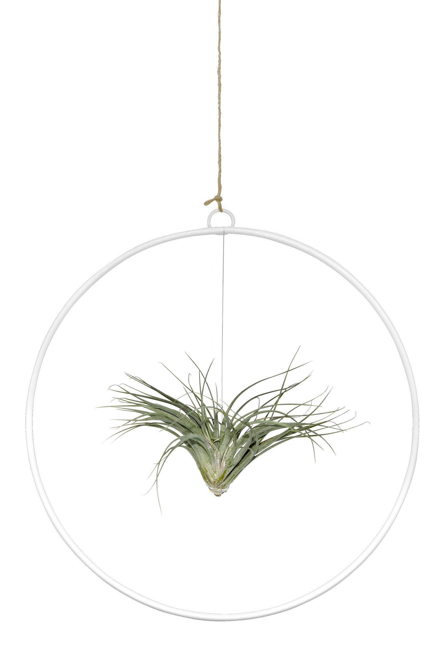 Tillandsie in Loop 25cm