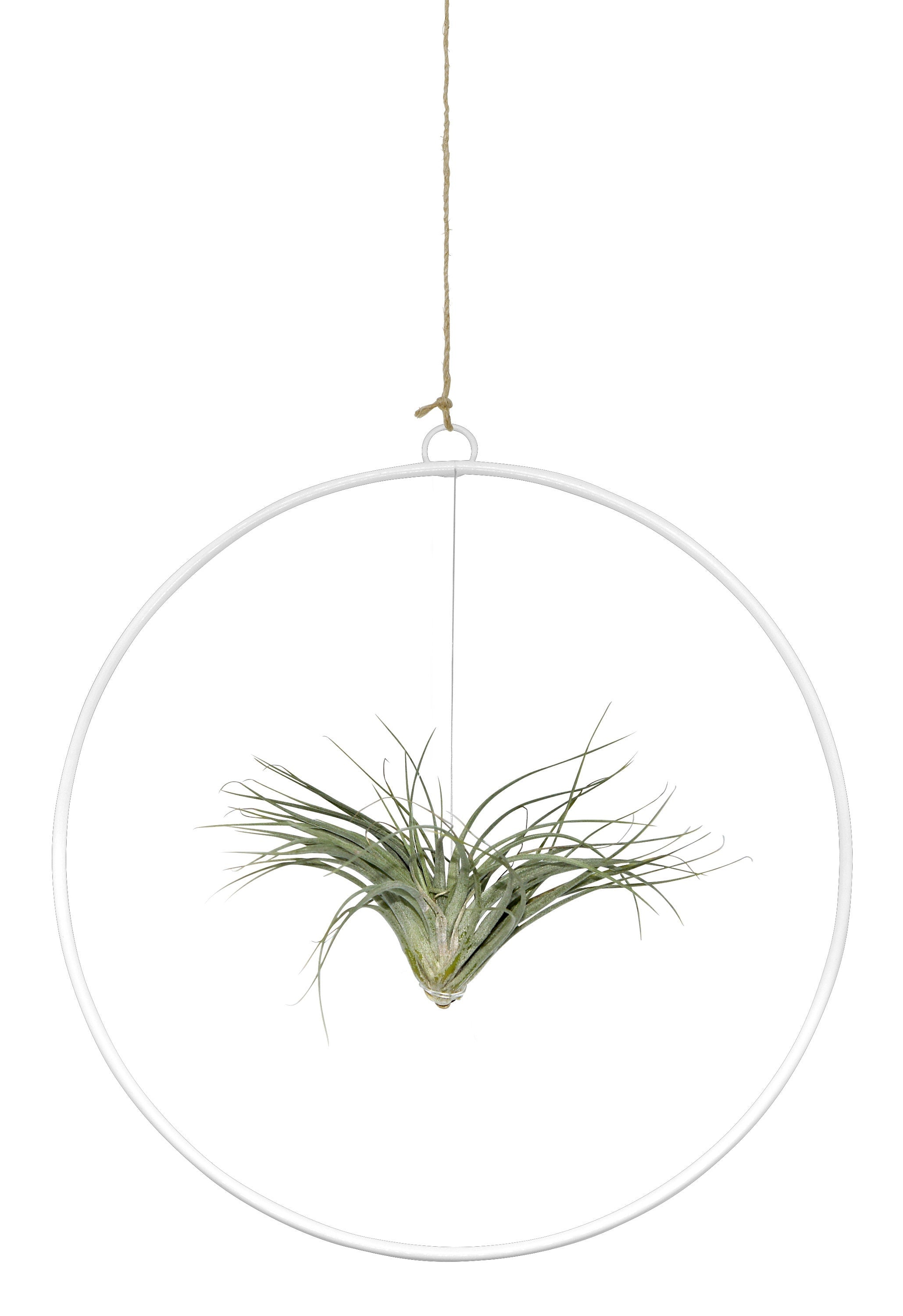 Tillandsie in Loop 25cm