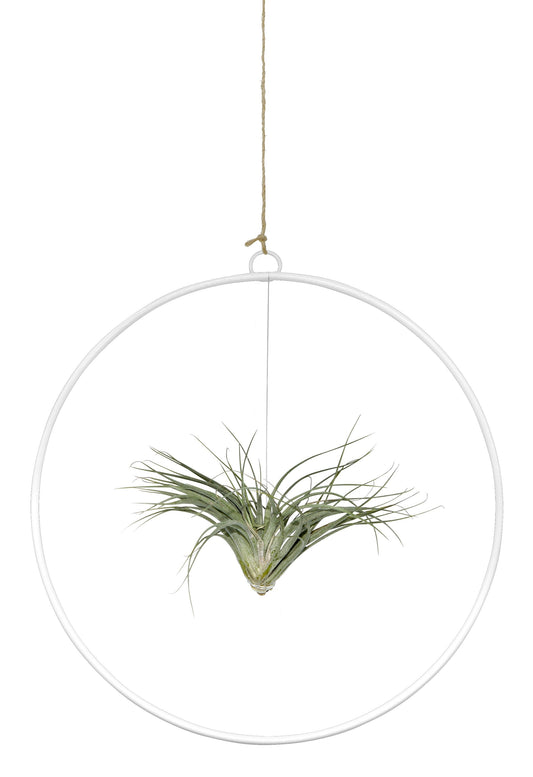 Tillandsie in Loop 25cm