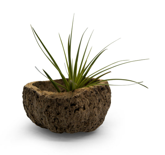Exotische Qurico Nuss Schale mit Tillandsie