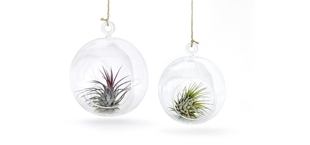 Glaskugel mit Luftpflanze  2er Set