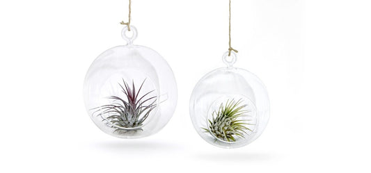 Glaskugel mit Luftpflanze  2er Set