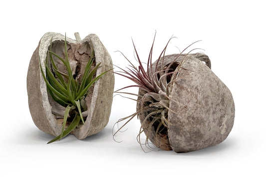 Exotische Pterygota alata Nuss Schale mit Tillandsien im 2er Set