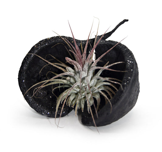 Pterygota alata Schale schwarz glitzer mit Tillandsie