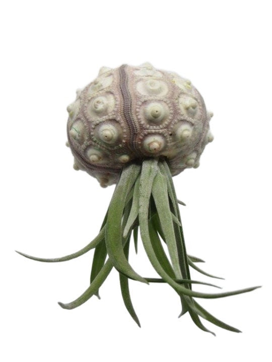 Seeigel mit Tillandsie