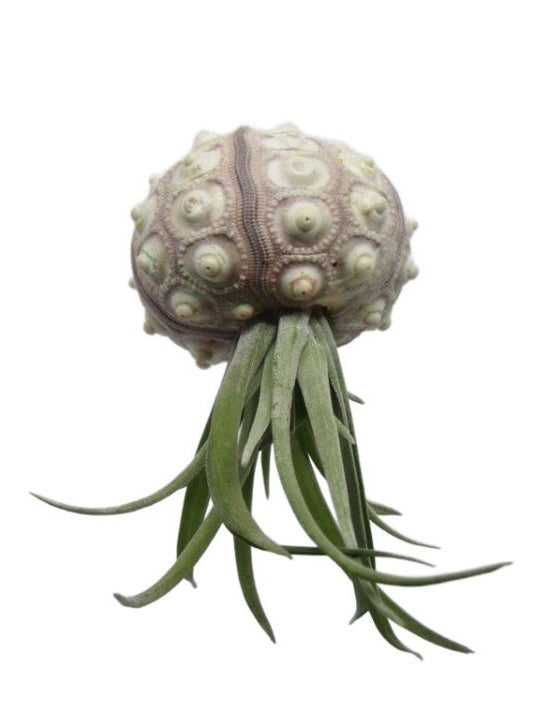 Seeigel mit Tillandsie
