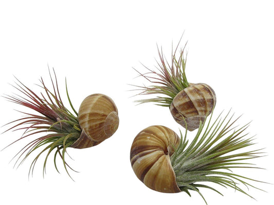 Schnecke Helix pomatia im 3er Set mit echter Tillandsie Luftpflanze
