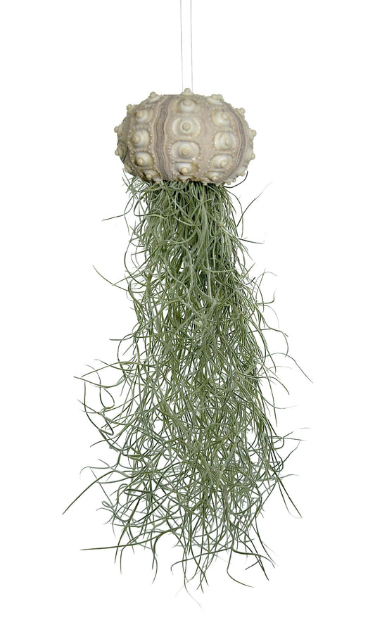 Seeigelgehäuse mit Tillandsie XXL 30cm