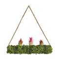 Tillandsien auf Moosrolle XXL 50 cm " Hanging Garden "