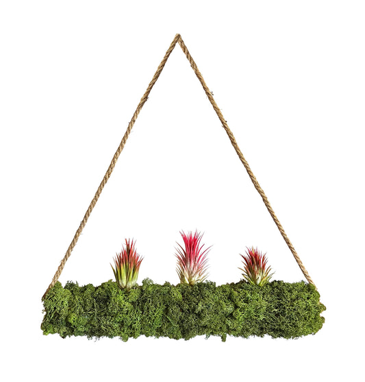 Tillandsien auf Moosrolle XXL 50 cm " Hanging Garden "