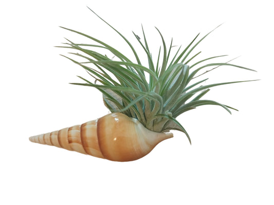 Tillandsie in Spindelschnecke