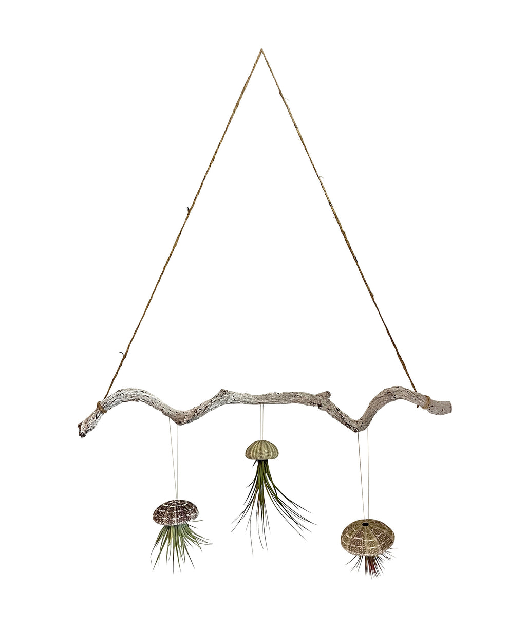 Tillandsien 3er Set auf Lianen Ast mit Aufhängung ca. 60 cm