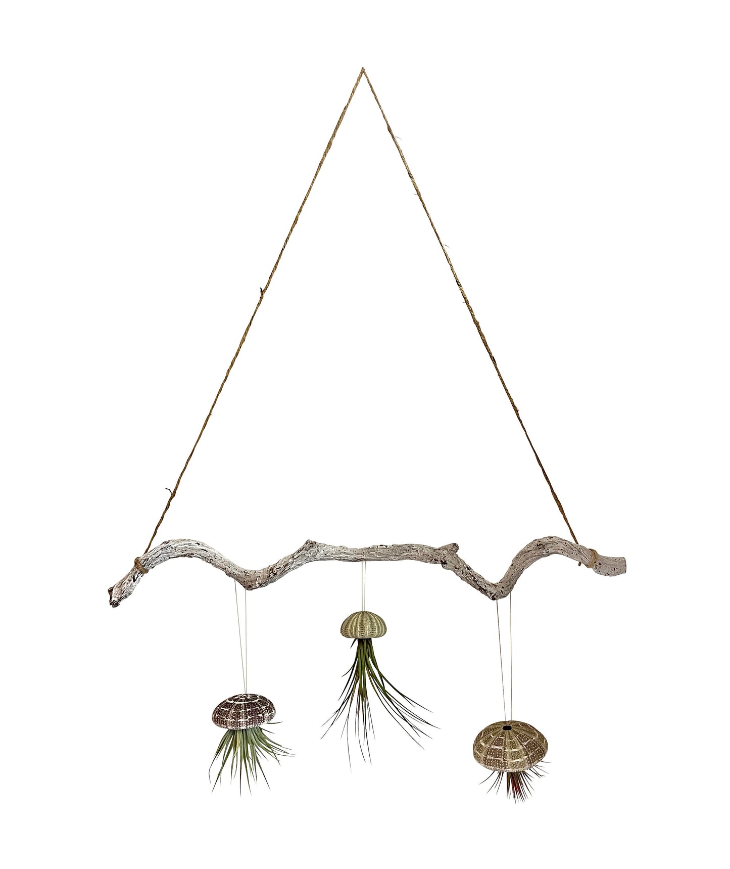 Tillandsien 3er Set auf Lianen Ast mit Aufhängung ca. 60 cm