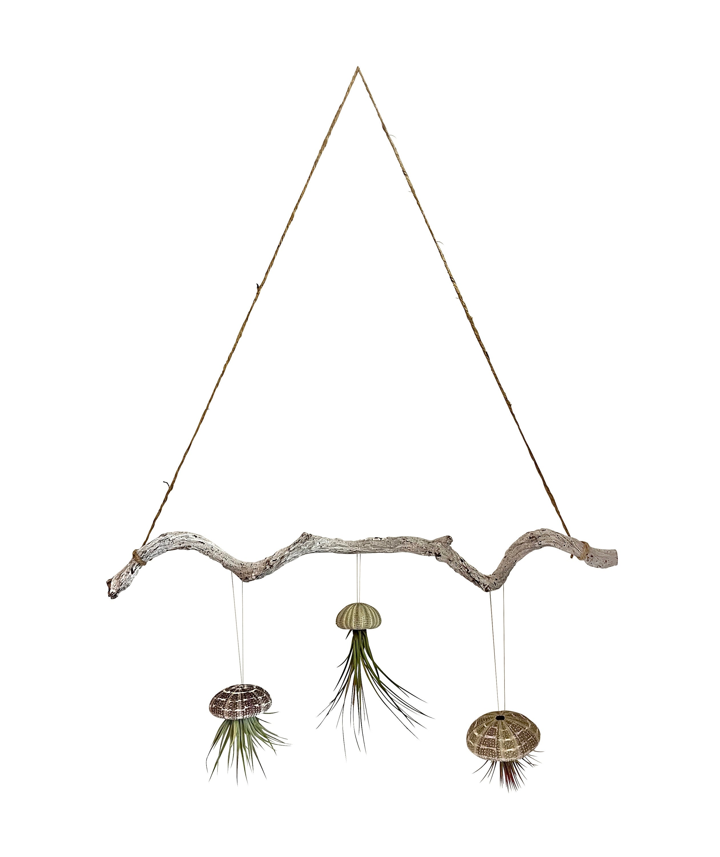 Tillandsien 3er Set auf Lianen Ast mit Aufhängung ca. 60 cm