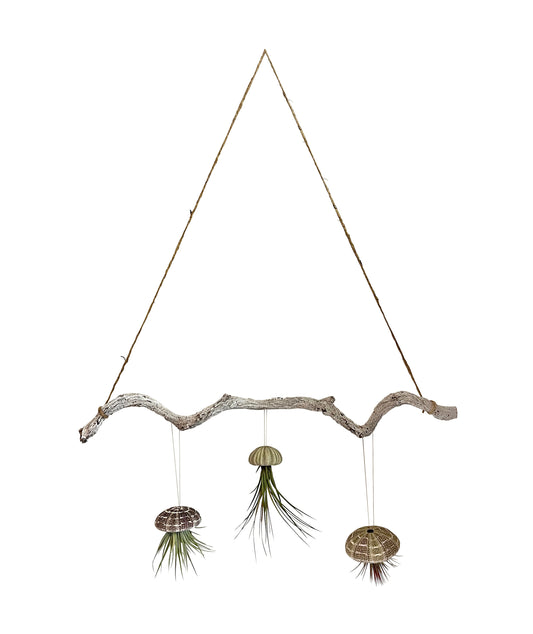 Tillandsien 3er Set auf Lianen Ast mit Aufhängung ca. 60 cm